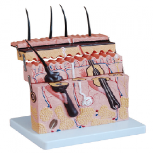 皮膚層次切面放大模型
